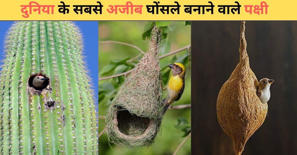Most Beautiful Nests in the World : दुनिया के सबसे अजीब घोंसले बनाने वाले पक्षी
