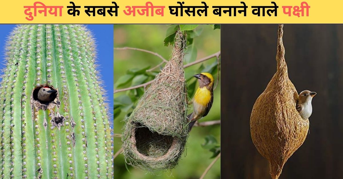 Most Beautiful Nests in the World : दुनिया के सबसे अजीब घोंसले बनाने वाले पक्षी