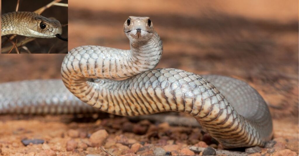 Eastern Brown Snake