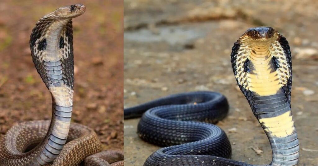 King Cobra