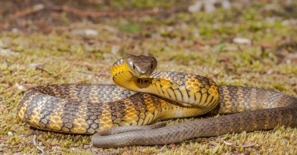Tiger Snake