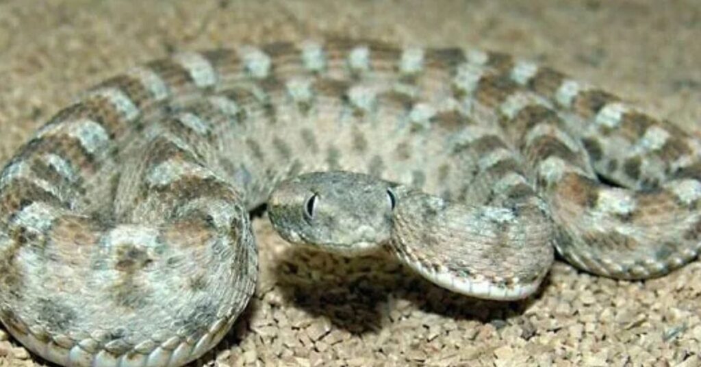 Saw-scaled viper