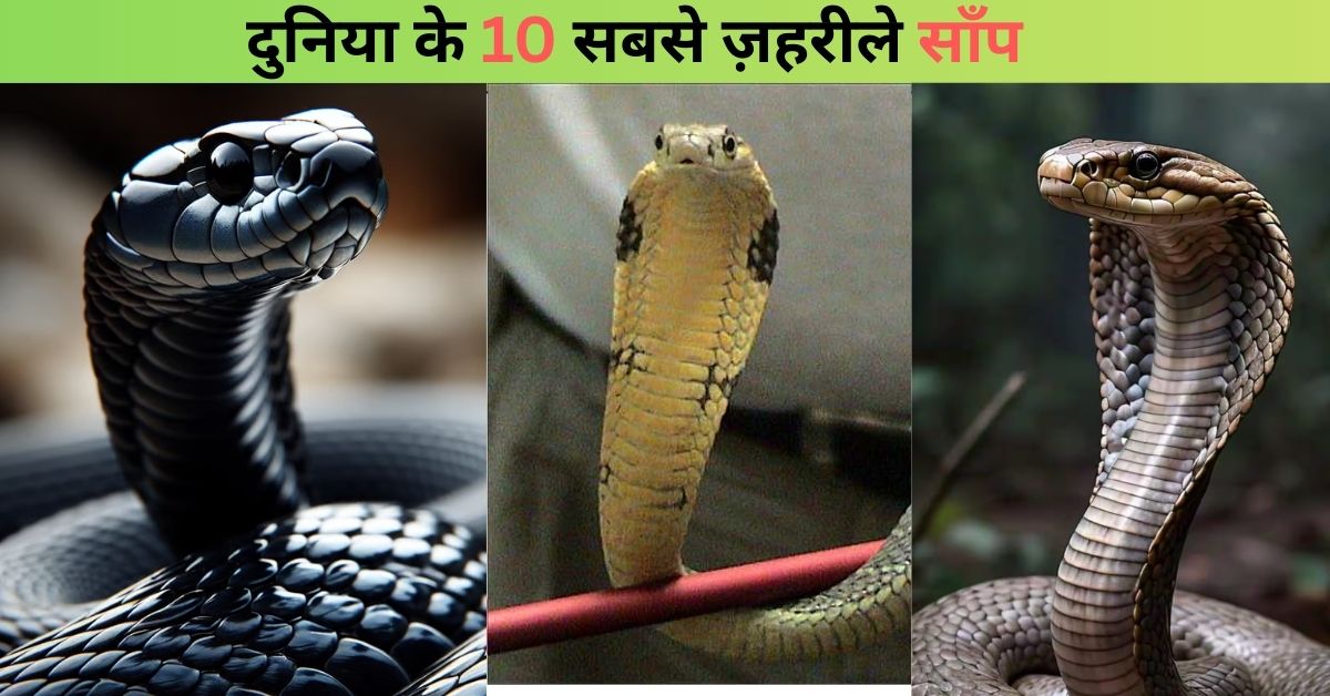 Most Venomous Snakes in the World: दुनिया के 10 सबसे ज़हरीले साँप, जिनसे टकराना मतलब मौत को न्योता देना