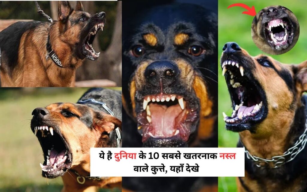 ये है दुनिया के 10 सबसे खतरनाक नस्ल वाले कुत्ते, यहाँ देखे पूरी लिस्ट | Most Dangerous Dog breeds In The World